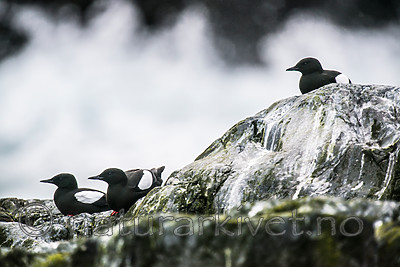 BB 15 0474 / Cepphus grylle / Teist